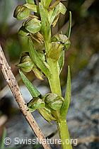 Grüne Hohlzunge (Coeloglossum viride) (C202972)