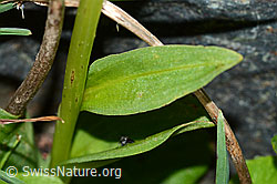 Grüne Hohlzunge (Coeloglossum viride) (C202974)