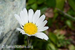 Gewöhnliche Alpenmargerite (Leucanthemopsis alpina) (C202986)