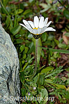 Gewöhnliche Alpenmargerite (Leucanthemopsis alpina) (C202988)