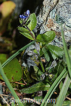 C203023: Alpen-Ehrenpreis (Veronica alpina)