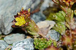Sedum alpestre (06.08.2021, C203025)