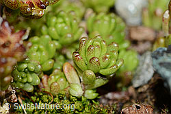 C203026: Alpen-Mauerpfeffer (Sedum alpestre)