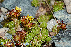 Sedum alpestre (06.08.2021, C203028)