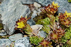 C203029: Alpen-Mauerpfeffer (Sedum alpestre)