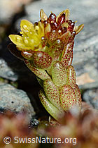 C203030: Alpen-Mauerpfeffer (Sedum alpestre)