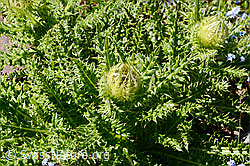 Cirsium spinosissimum (06.08.2021, C203039)