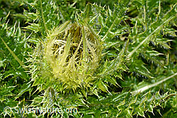 Cirsium spinosissimum (06.08.2021, C203040)