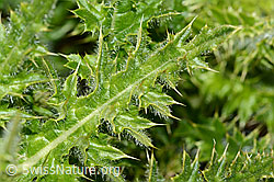 Alpen-Kratzdistel (Cirsium spinosissimum) (C203041)