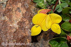 Alpen-Hornklee (Lotus alpinus) (C203054)