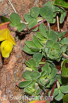 Alpen-Hornklee (Lotus alpinus) (C203055)