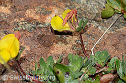 Alpen-Hornklee (Lotus alpinus) (C203060)