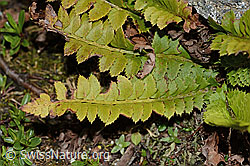 C203063: Lanzenfarn (Polystichum lonchitis)