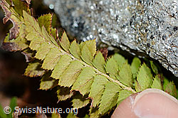 C203064: Lanzenfarn (Polystichum lonchitis)