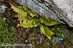 C203066: Lanzenfarn (Polystichum lonchitis)