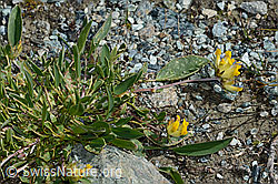 Alpen-Wundklee (Anthyllis vulneraria ssp. alpestris) (C203067)