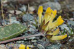C203068: Alpen-Wundklee (Anthyllis vulneraria ssp. alpestris)
