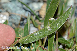 Alpen-Wundklee (Anthyllis vulneraria ssp. alpestris) (C203076)