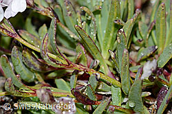 Kriechendes Gipskraut (Gypsophila repens) (C203152)