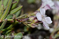 Kriechendes Gipskraut (Gypsophila repens) (C203153)