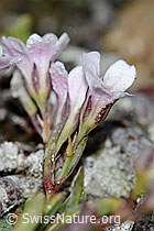 Kriechendes Gipskraut (Gypsophila repens) (C203154)