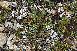 Kriechendes Gipskraut (Gypsophila repens) (C203158)