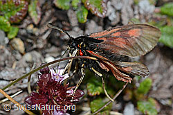 Alpen-Widderchen (Zygaena exulans) auf Kalk-Polsternelke (Silene acaulis)