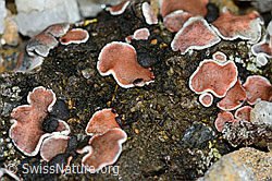 C203185: Rotschuppe (Psora decipiens)
