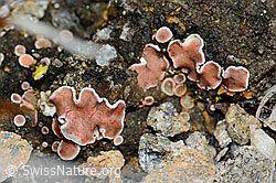 C203186: Rotschuppe (Psora decipiens)