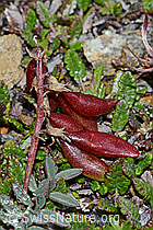 C203191: Alpen-Spitzkiel (Oxytropis campestris)