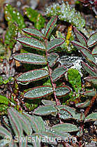 C203192: Alpen-Spitzkiel (Oxytropis campestris)