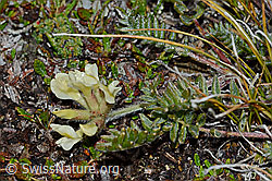 C203196: Alpen-Spitzkiel (Oxytropis campestris)