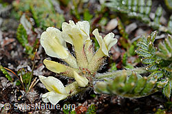C203197: Alpen-Spitzkiel (Oxytropis campestris)