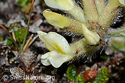 C203198: Alpen-Spitzkiel (Oxytropis campestris)