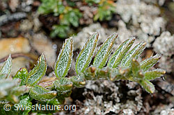 C203203: Alpen-Spitzkiel (Oxytropis campestris)