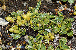 Photo: Salix serpillifolia