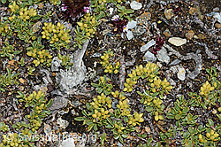 Photo: Salix serpillifolia