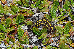 C203220: Raupe des Gelben Alpen-Flechtenbärs (Setina aurita)