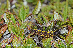 C203231: Raupe des Gelben Alpen-Flechtenbärs (Setina aurita)