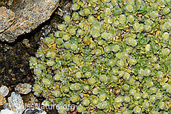 Alpen-Bruchkraut (Herniaria alpina) (08.08.2021, C203238)