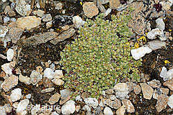 Alpen-Bruchkraut (Herniaria alpina) (C203243)