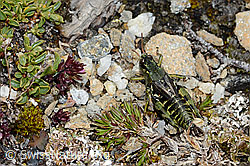 Bohemanella frigida (C203251)