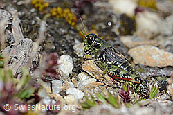 Bohemanella frigida (C203255)