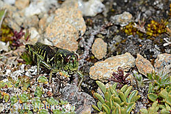 Bohemanella frigida (C203266)