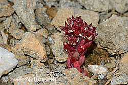 Dunkler Mauerpfeffer (Sedum atratum) (08.08.2021, C203278)