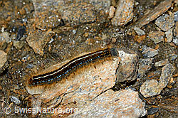 Alpen-Ringelspinner (Malacosoma alpicola) (C203325)