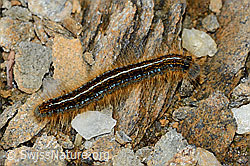 Alpen-Ringelspinner (Malacosoma alpicola) (C203332)