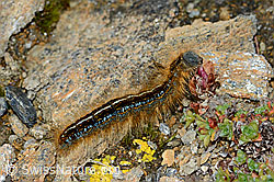 Alpen-Ringelspinner (Malacosoma alpicola) an Gegenblättrigem Steinbrech (Saxifraga oppositifolia) (08.08.2021, C203337)