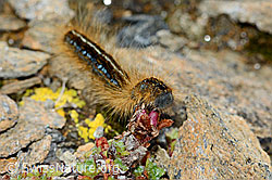 Alpen-Ringelspinner (Malacosoma alpicola) an Gegenblättrigem Steinbrech (Saxifraga oppositifolia) (C203341)