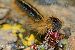 C203342: Alpen-Ringelspinner (Malacosoma alpicola) an Gegenblättrigem Steinbrech (Saxifraga oppositifolia)
